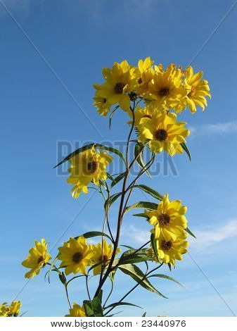 Girasoli nel prato