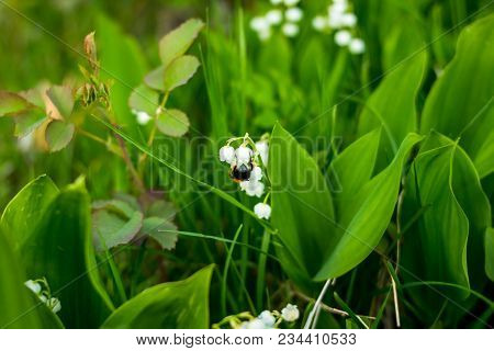 Lily Of The Valley Flower In Spring Garden.selective Focus.summer Flowers
