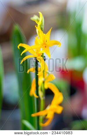 Yellow Miltonia Orchid, Beautiful And Fresh On The Window.