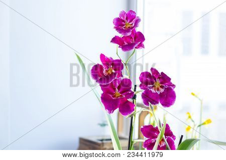 Orchid Cambria Purple Colored On A Bright Background