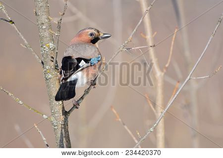 Eurasian Jay (garrulus Glandarius) Sits On A Tree Covered With Lichen, Turning Back (glare In The Ey