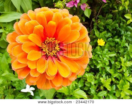 Closeup Orange Zinnia