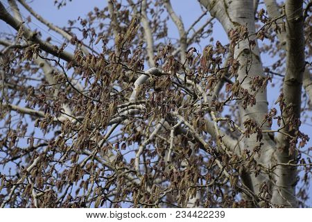 Blooming Silver Poplar. Silver Poplar Tree In Spring. Poplar Fluff From Flowers - Earrings.