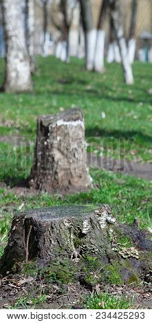 Cleaning Of Old Trees In The Parks Of The City. Eliminating The Danger Of Falling.