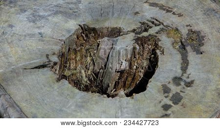 Wood Texture Of A Tree On A Cut. Very Old Cut. Rotting In The Middle.