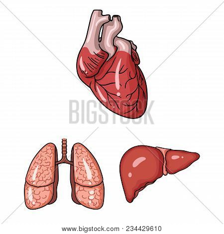 Human Organs Cartoon Icons In Set Collection For Design. Anatomy And Internal Organs Vector Symbol S