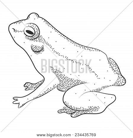 Adult Frog. Black And White Outline Vector Sketch Image.