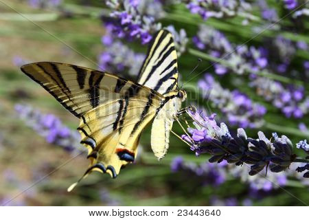 Beau papillon