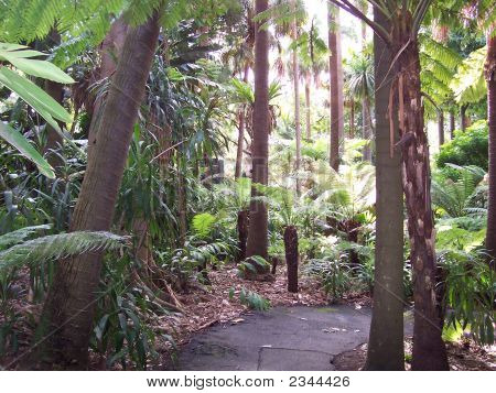 Paproć Botanic Gardens Melbourne syfon ścieżka
