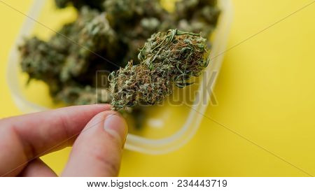 Types Of Marijuana - Sativa, Indica And Ruderalis