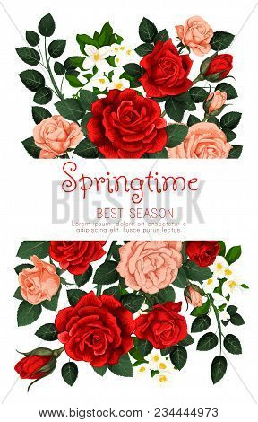 Springtime Holiday Flower Greeting Card Of Red And Pink Roses For Spring Tine Seasonal Quote. Vector