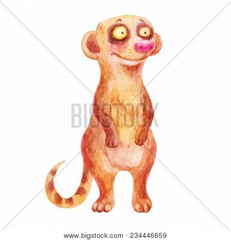 Cute Watercolor Surakat Animal Illustration Isolated White Background. Hand Drawn Surakat Illustrati