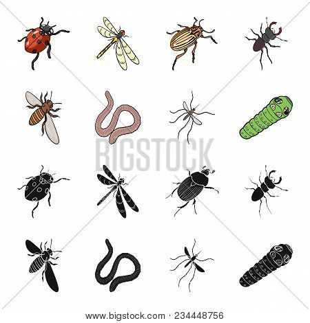 Arthropods Insect Mosquito, Bee.earth Worm, Caterpillar, Vermicular Set Collection Icons In Black, C