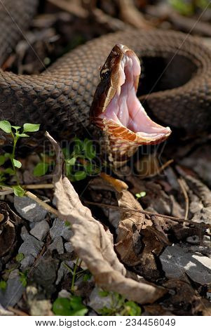 Cottonmouth Defense Display