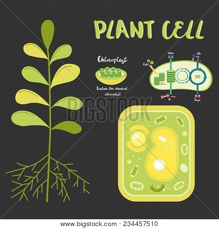 Inside Theplant Cell Structure Illustration Education Science