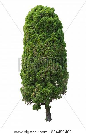 Siamese Rough Bush On White Background