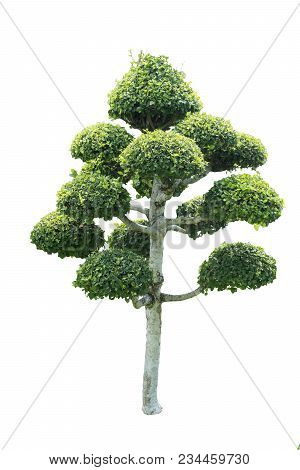Siamese Rough Bush, Tooth Brush Tree, Streblus Asper Isolated On White Background With Clipping Path