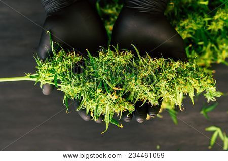 A Large Bud Of Fresh Cannabis Harvest In The Hands Of A Male Grover Concepts Of Cultivating Medical 