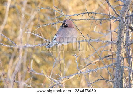 Eurasian Jay (garrulus Glandarius) Sits On A Wild Apple Tree (on A Bright Forest Background).