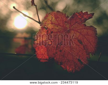 View From Bellow  At Carst Vineyard In Autumn Colors At Sunset. Red Orange Leaves On Steel Wires