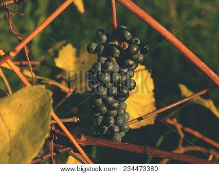 The Vine Grapes In Vintage Autumn Before Harvest, Ripening On Ice Wine . Red Grape Vines Hanging In 