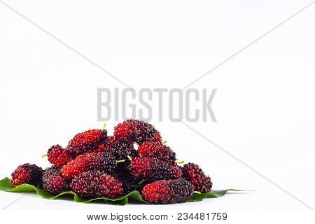 Fresh Mulberry Black Ripe And Red Unripe Mulberries On White Background Healthy Mulberry Fruit Food 
