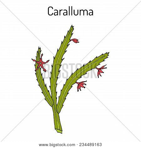 Caralluma Fimbriata, Medicinal Plant. Hand Drawn Botanical Vector Illustration