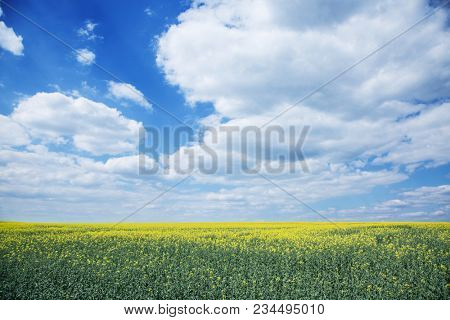 Field of rape seed plants and blue sky on the background.