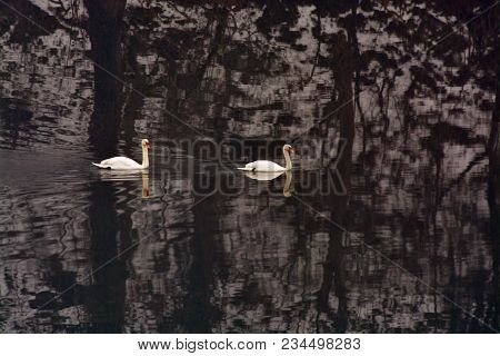 Two Mute Swans Swimming In The River Krka