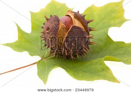 Castanha e folha