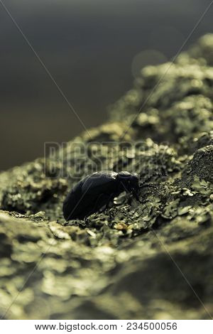 Close up shot of a black bug on the rock in the nature. Bug on the gray rock. Lonely black bug. Sunny day in the Nature.