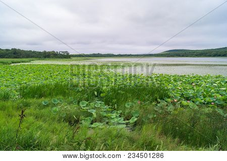 Lake With Lotus Flowers Komarova