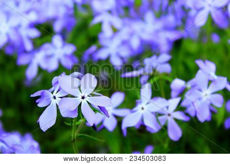 Spring violet lowers blossom. Violet and blue fhlox. Violet night, viola. Flowers in the grass macro. Small blue flowers on blurred background. Landscaping in the garden