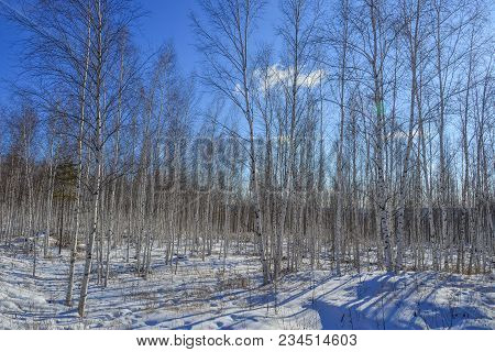 Winter Scenery Of Heilongjiang, China