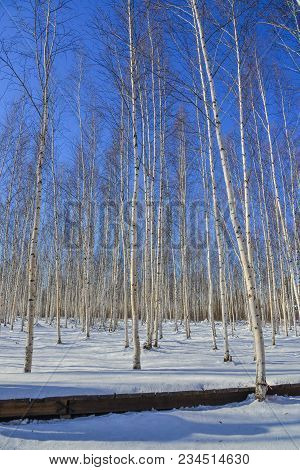 Winter Scenery Of Heilongjiang, China