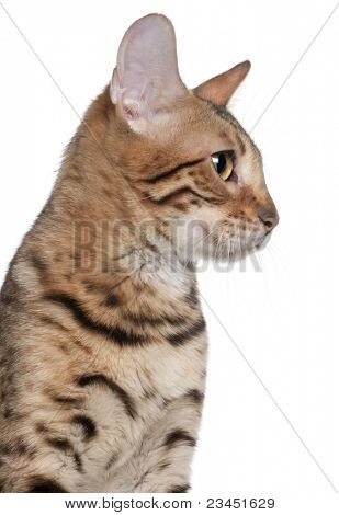 Close-up of Bengal cat, 7 months old, in front of white background