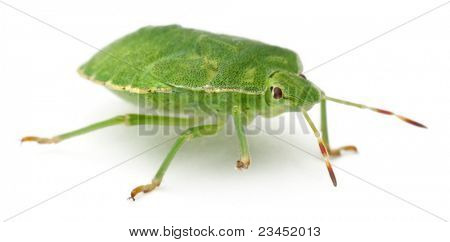 Bug do escudo verde, Palomena prasina, na frente de fundo branco