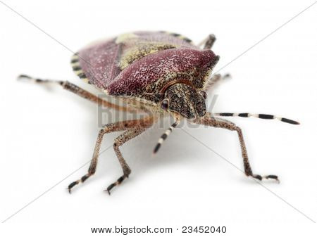 Bug do escudo, baccarum de Dolycoris, na frente de fundo branco