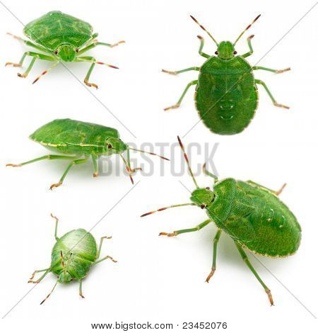 Escudo verde bugs, Palomena prasina, na frente de fundo branco