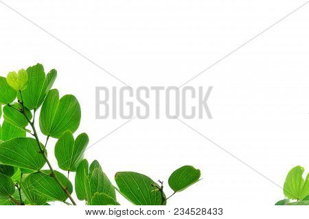 Top View Tropical Tree Leaves With Branches On White Isolated Background For Green Foliage Pattern