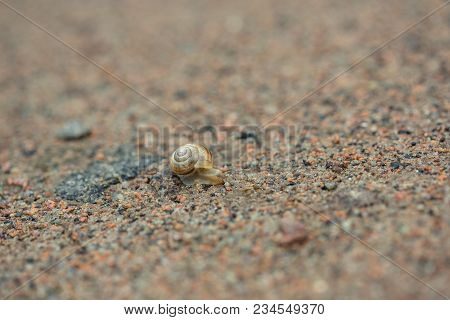 Snail On The Sand, Nature After The Rain, Dew
