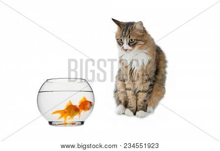 Norwegian forest cat looking at goldfishes in fish bowl isolated on white background.