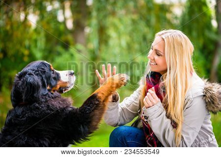 Dog shaking hands with paw to his woman in autumn park
