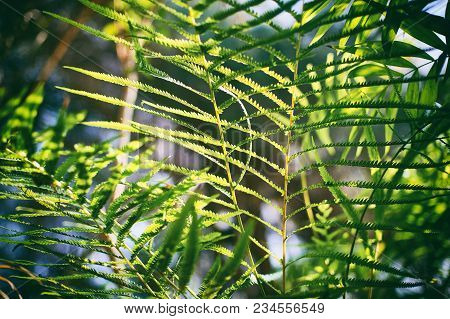 Beautyful Ferns Leaves Green Foliage Natural Floral Fern Background.