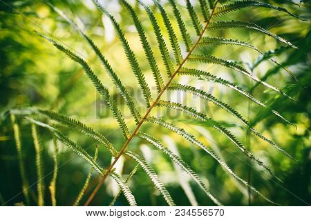 Beautyful Ferns Leaves Green Foliage Natural Floral Fern Background.