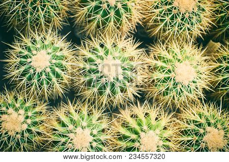 Family Of Golden Barrel Cactus - Echinocactus Grusonii. Cactus Backround.
