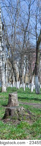 Cleaning Of Old Trees In The Parks Of The City. Eliminating The Danger Of Falling.
