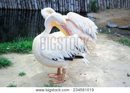 White Pelican Cleans Up Wings With Big Yellow Peak Neb