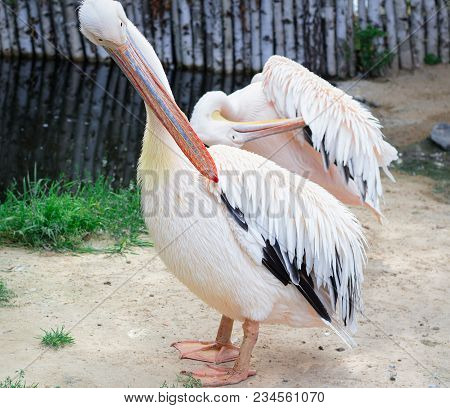 White Pelican Cleans Up Feathers With Big Yellow Peak Neb
