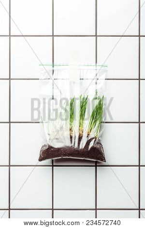 Ziplock Plastic Bag With Seedling And Soil Hanging On Checkered Wall, Earth Day Concept